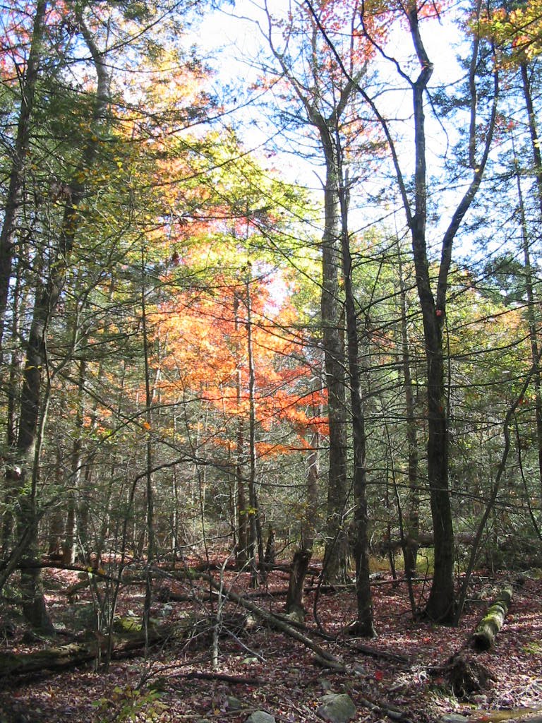 Lake Scranton Autumn 2010