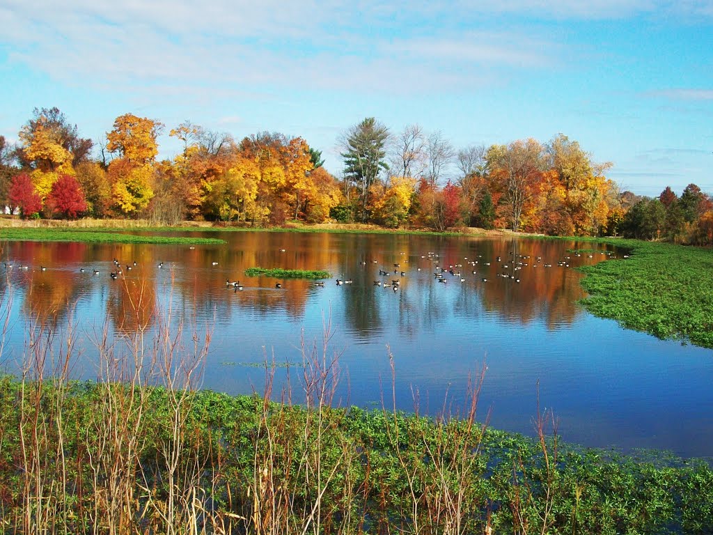 Geese on the pond in November