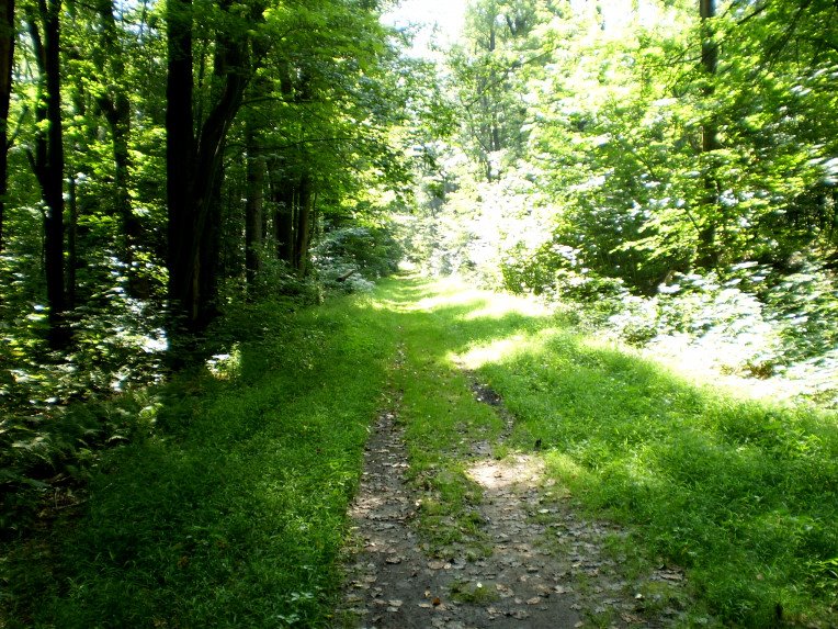 The old railroad bed.