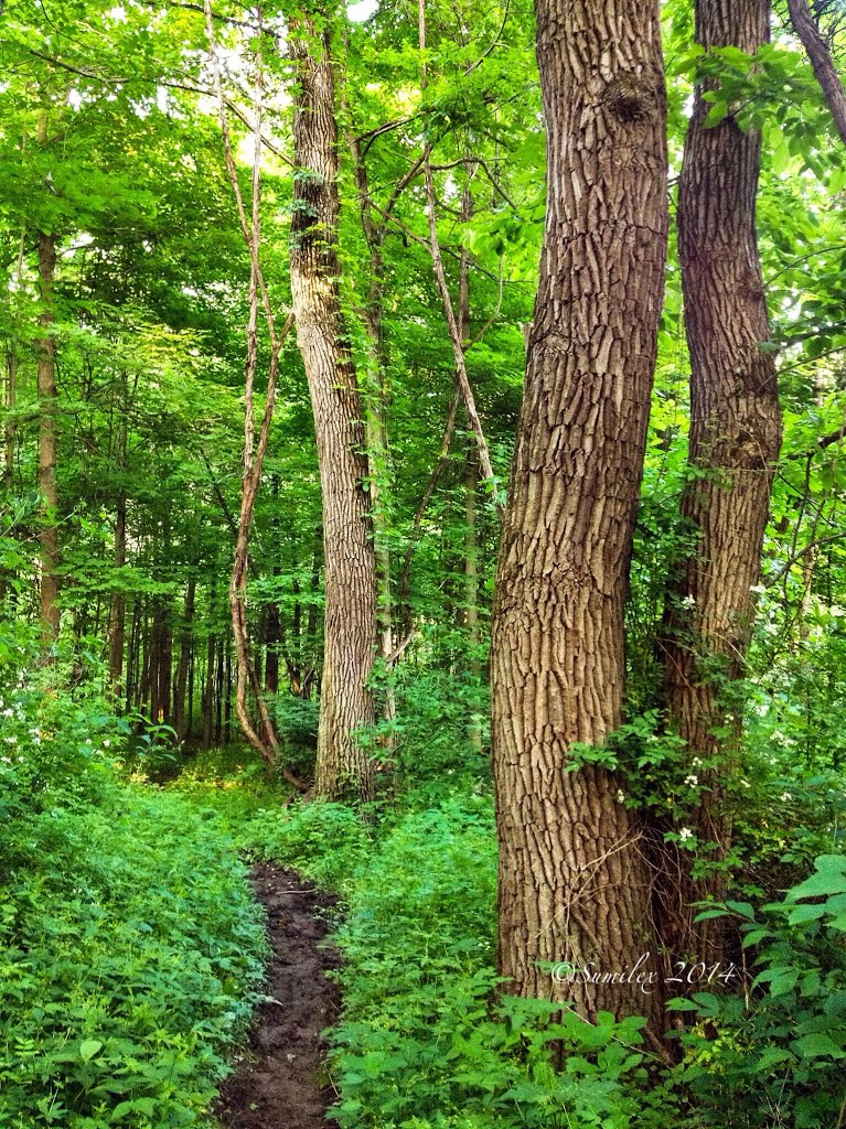 Mingo Park Perimeter Trail - Western End of Park