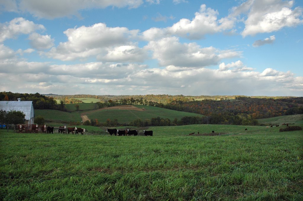 Cows on PA Route 136