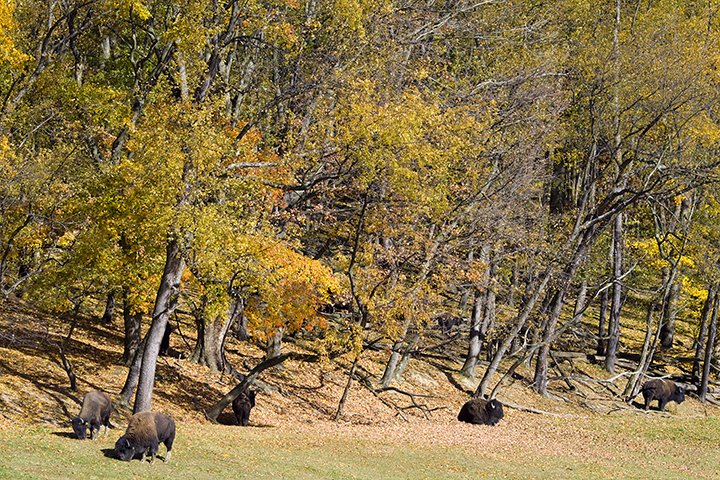 South Park - Bison