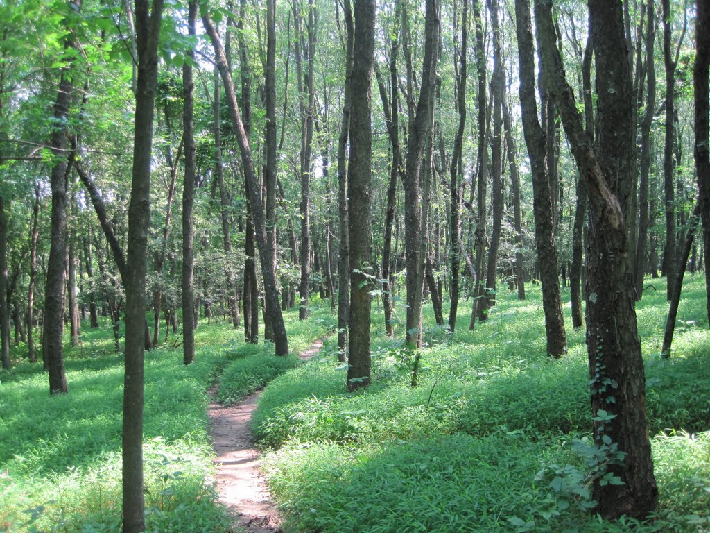 Awsome Forest