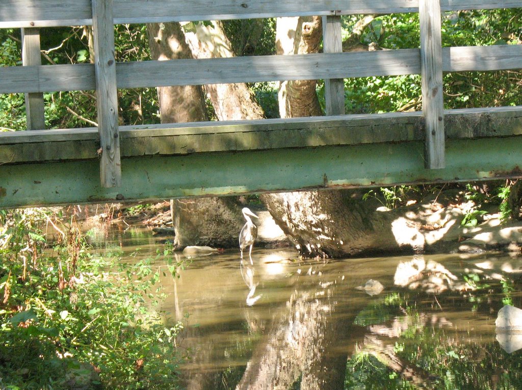 Heron under the bridge