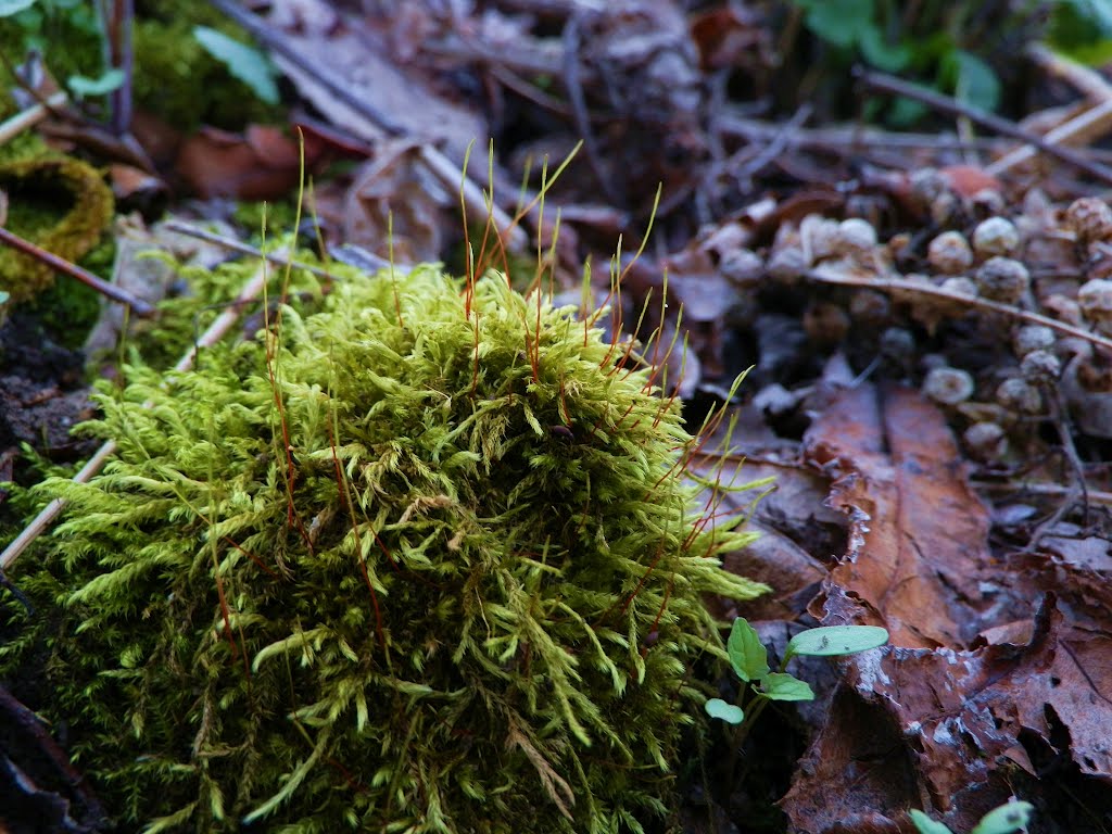Moss