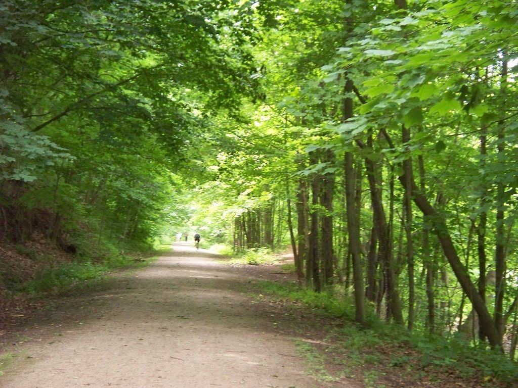 into the wood Trail