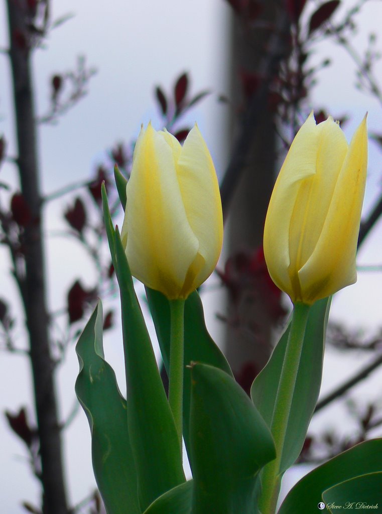 Tulip