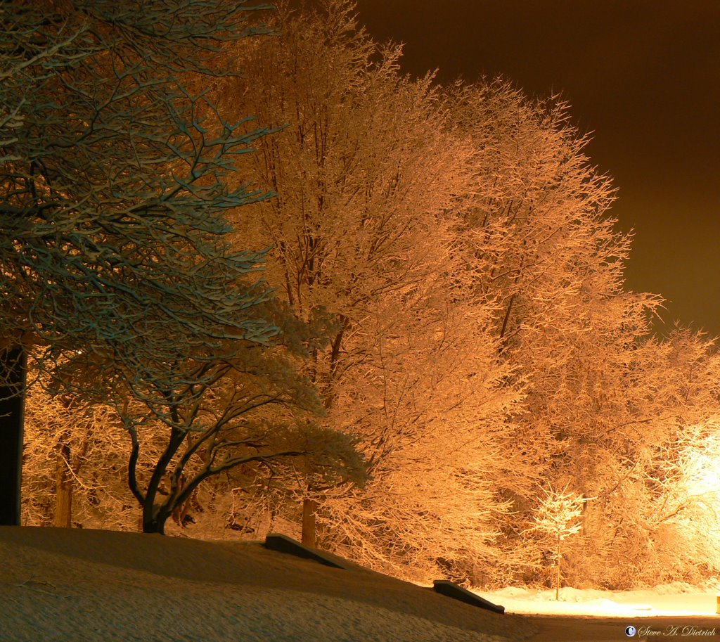 Midnight Snow - Snow coverd trees - Lock Haven, PA