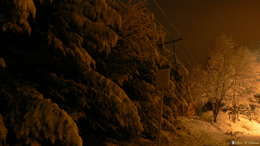 Midnight Snow - Snow covered trees, Sign, Power Lines - Lock Haven, PA