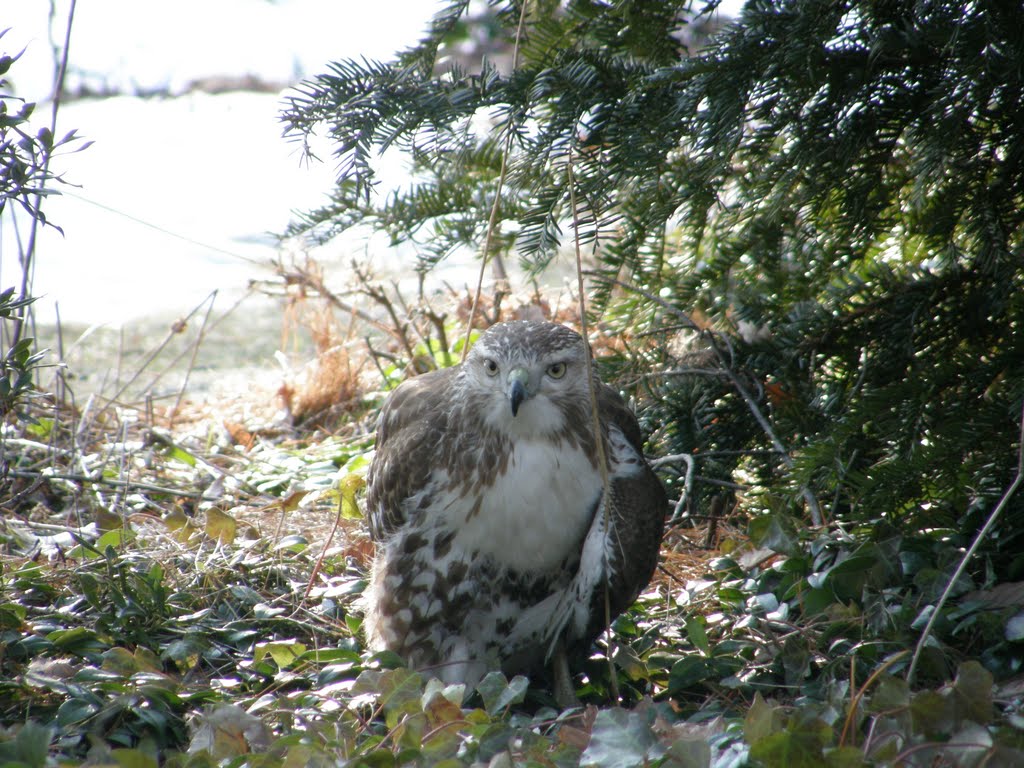 Redtail Hawk Shot on Wilson Dr.