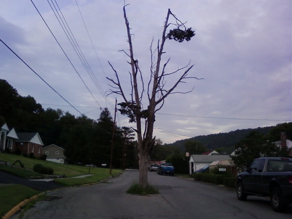 Who planted a tree there?