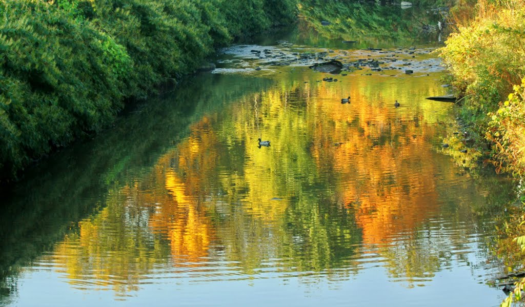 Mallards on Chartiers Creek