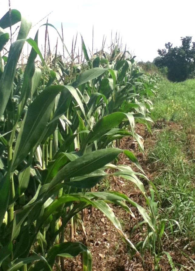 cornfield