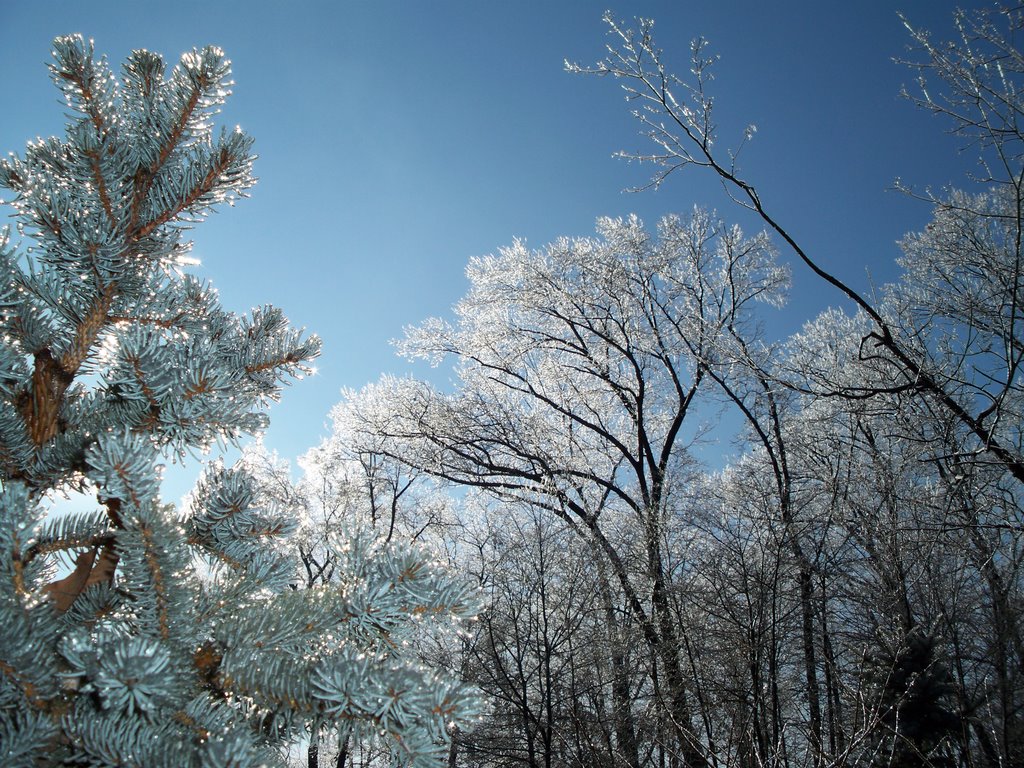 Iced Trees