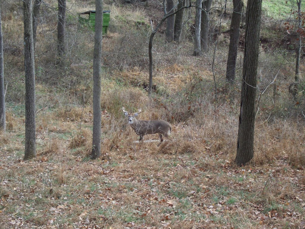 12 Point White Tail Deer Buck
