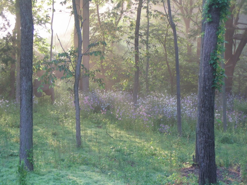 Fantasy Morning