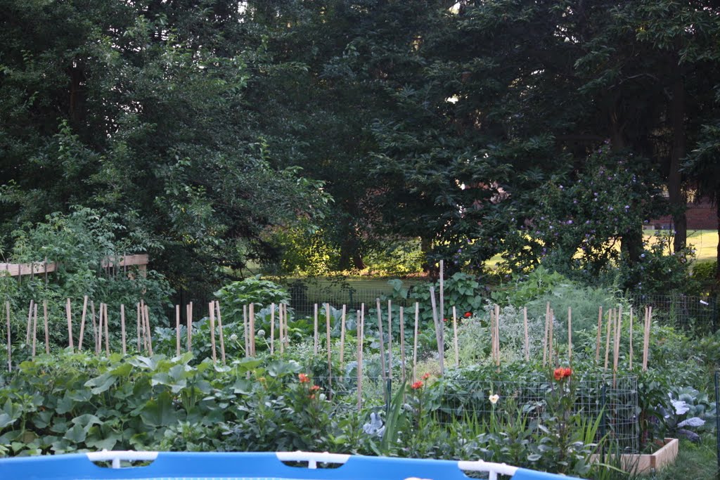 Heathers Organic Garden; if you are interested and want to buy some organic vegies, you may contact Heather at:(814)-308-2105 or email:Heather.Lunamama@gmail.com