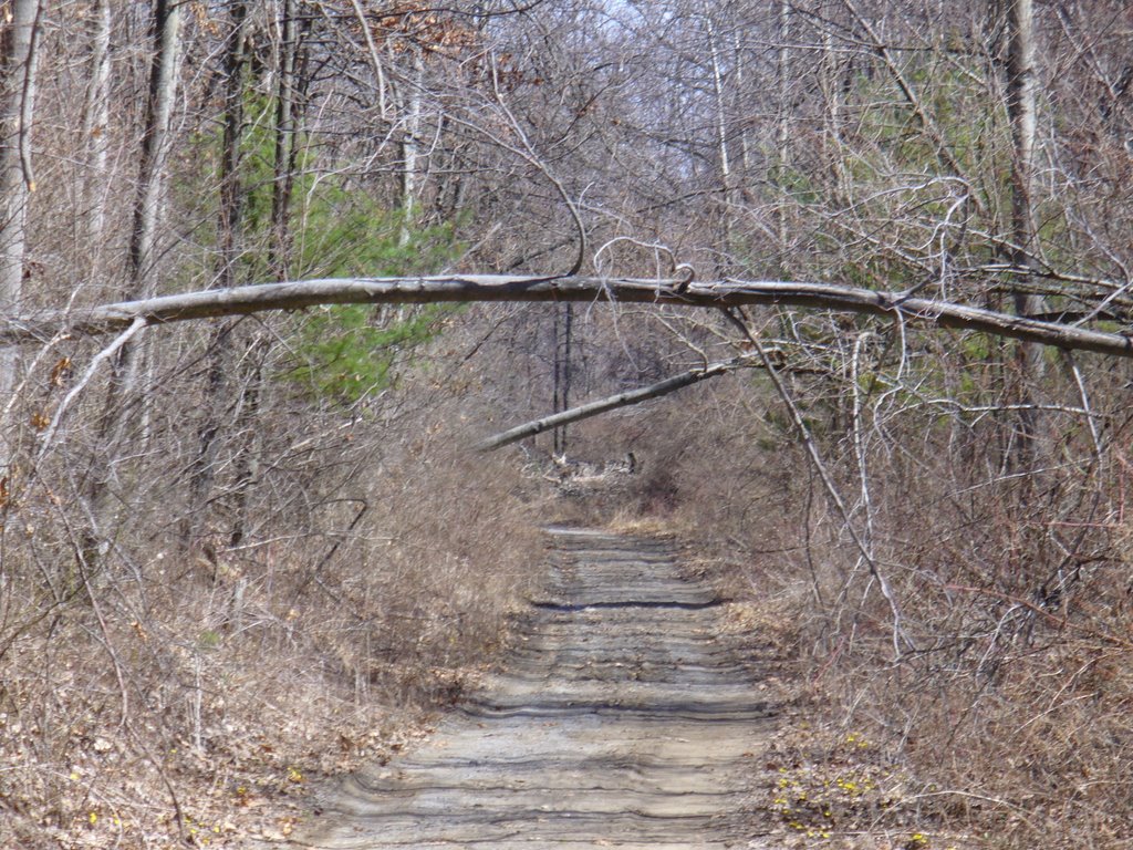 Toftrees Trail