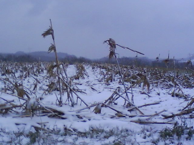 Fresh Snow