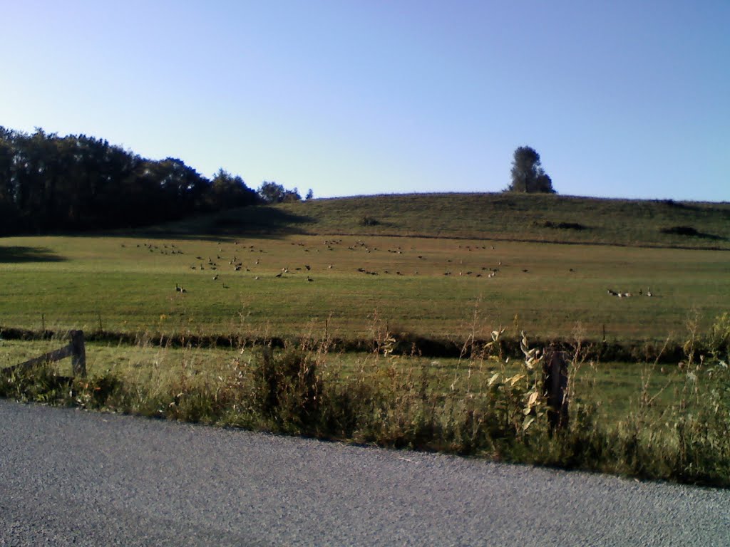 Geese in feild By robinson dairy