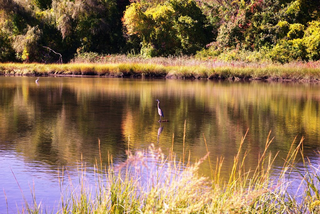 Great Blue Heron
