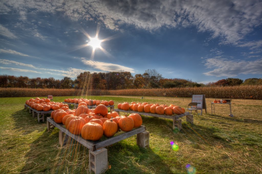 Pumpkins at Schartner farm at Exeter, RI.