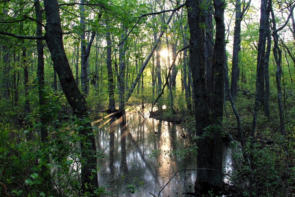 John H. Chafee Nature Preserve