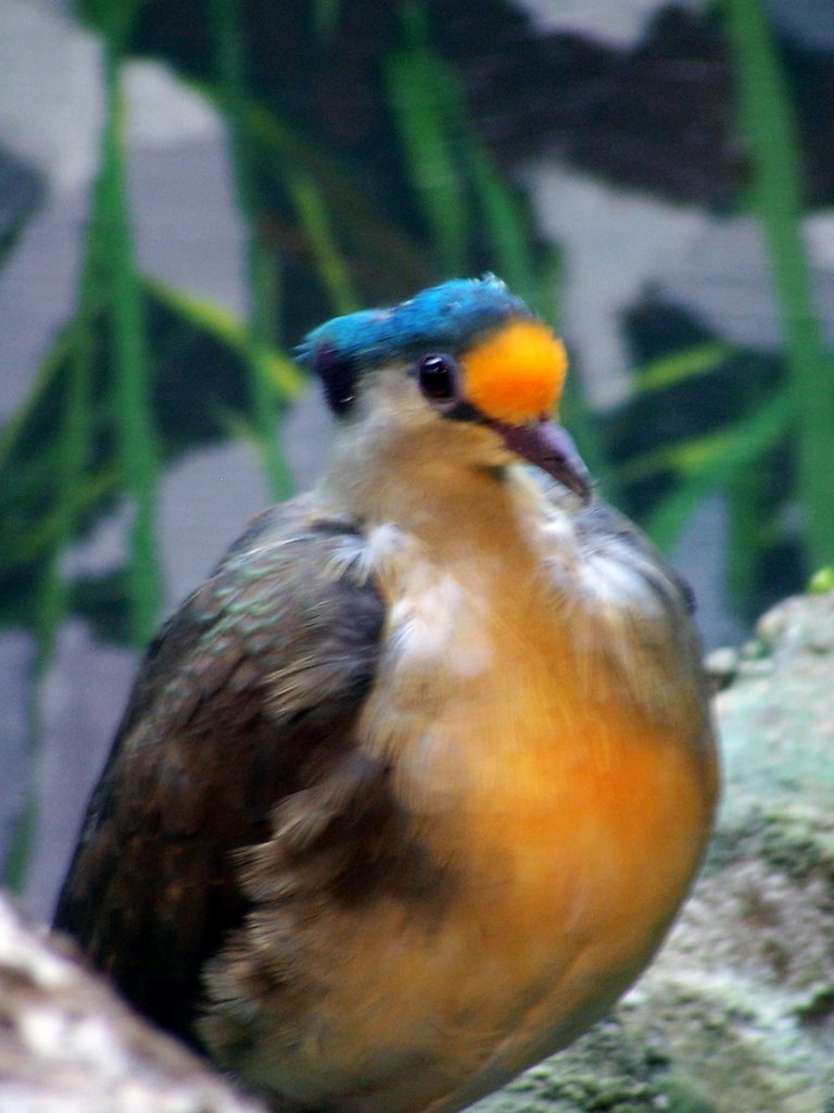 Bird