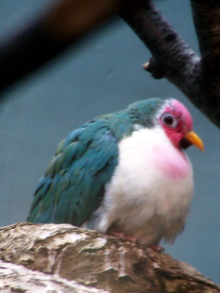 Bird