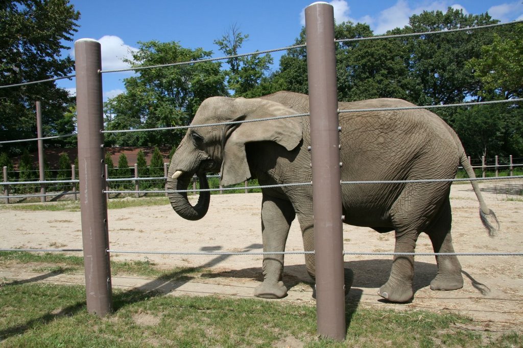 Elephant in The ZOO