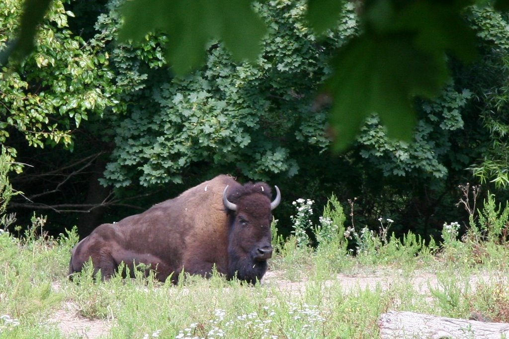 Bison in The ZOO