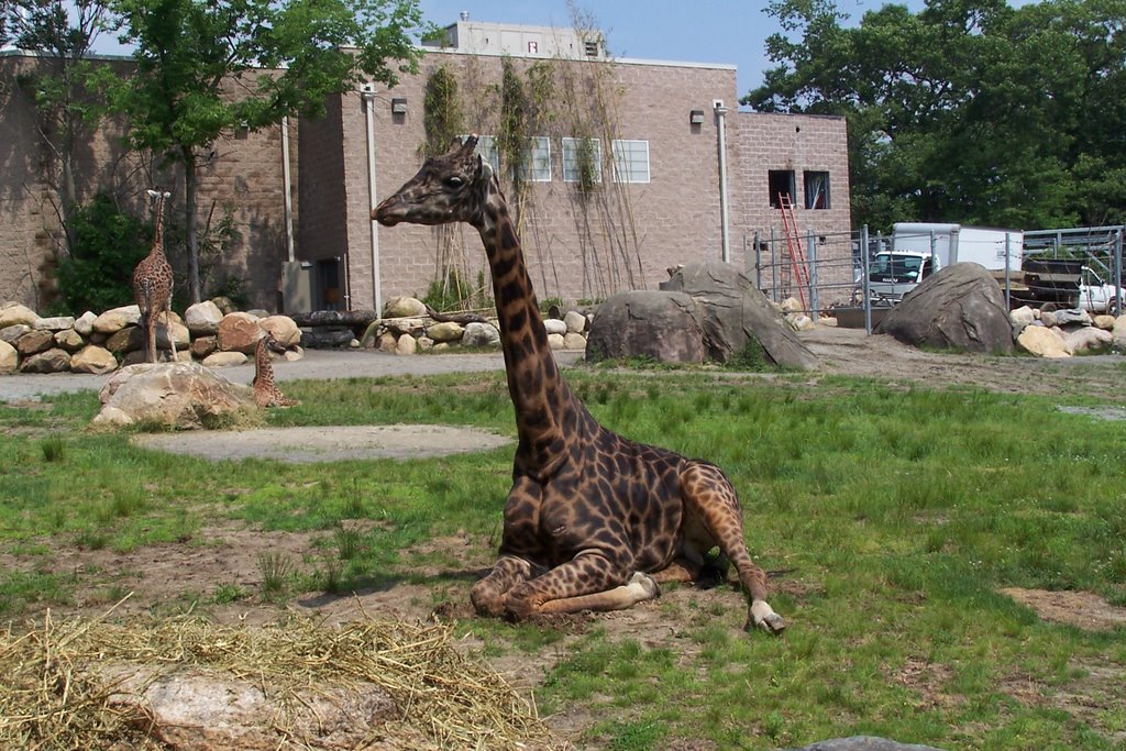 Baby giraffe Roger williams Zoo