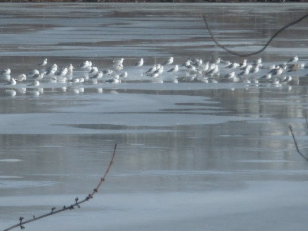Mashapaug Pond, March 2011