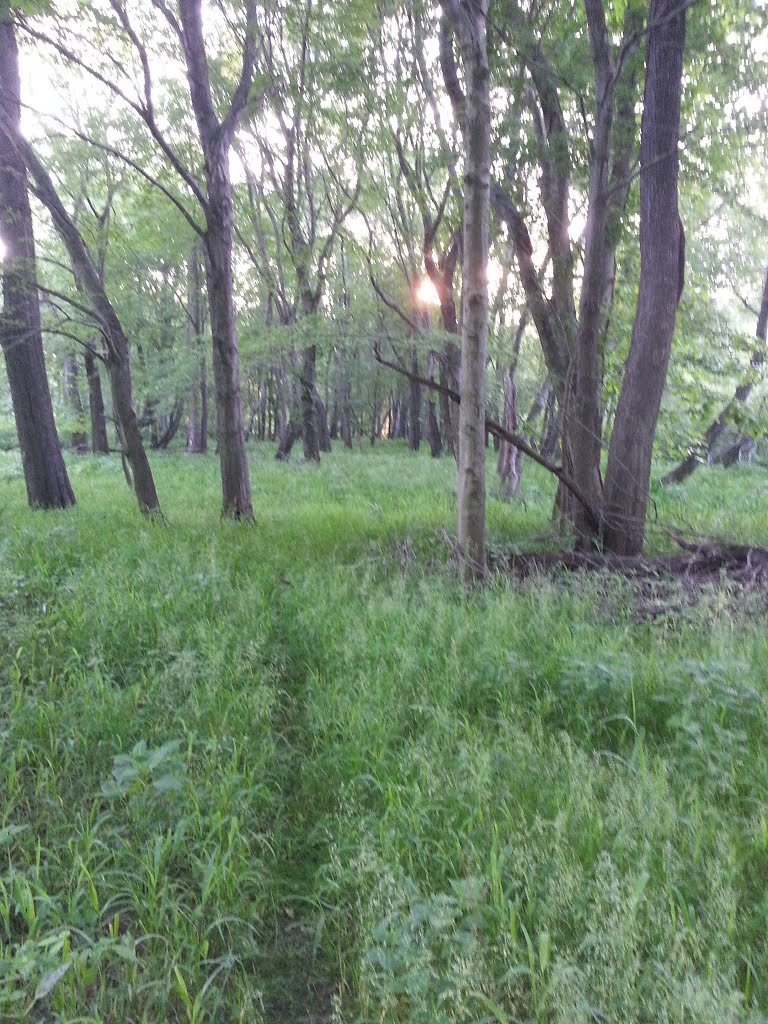 Sunrise through the trees