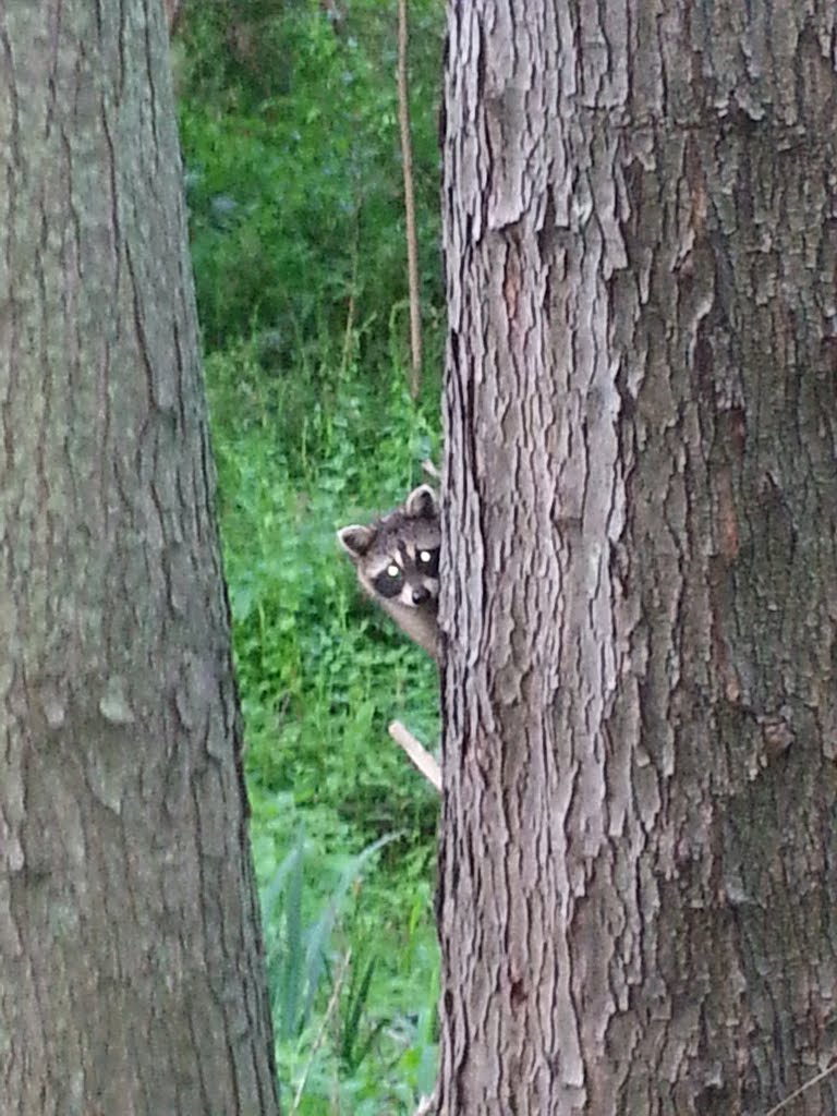 Little Raccoon 4 (peek-a-boo)