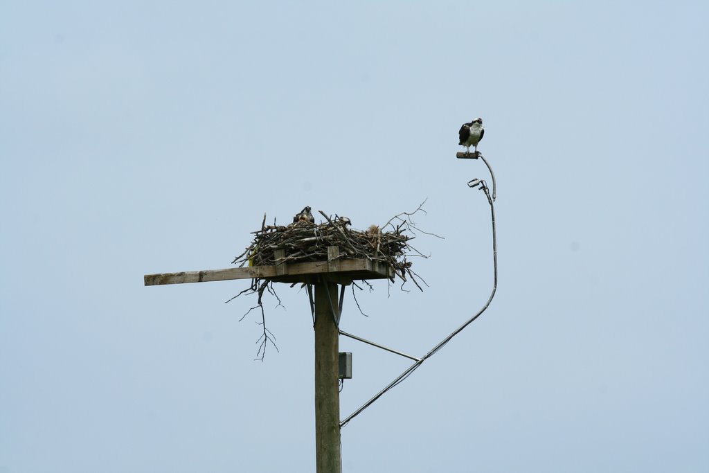 Conanicut Ospreys; Jamestown, Rhode Island