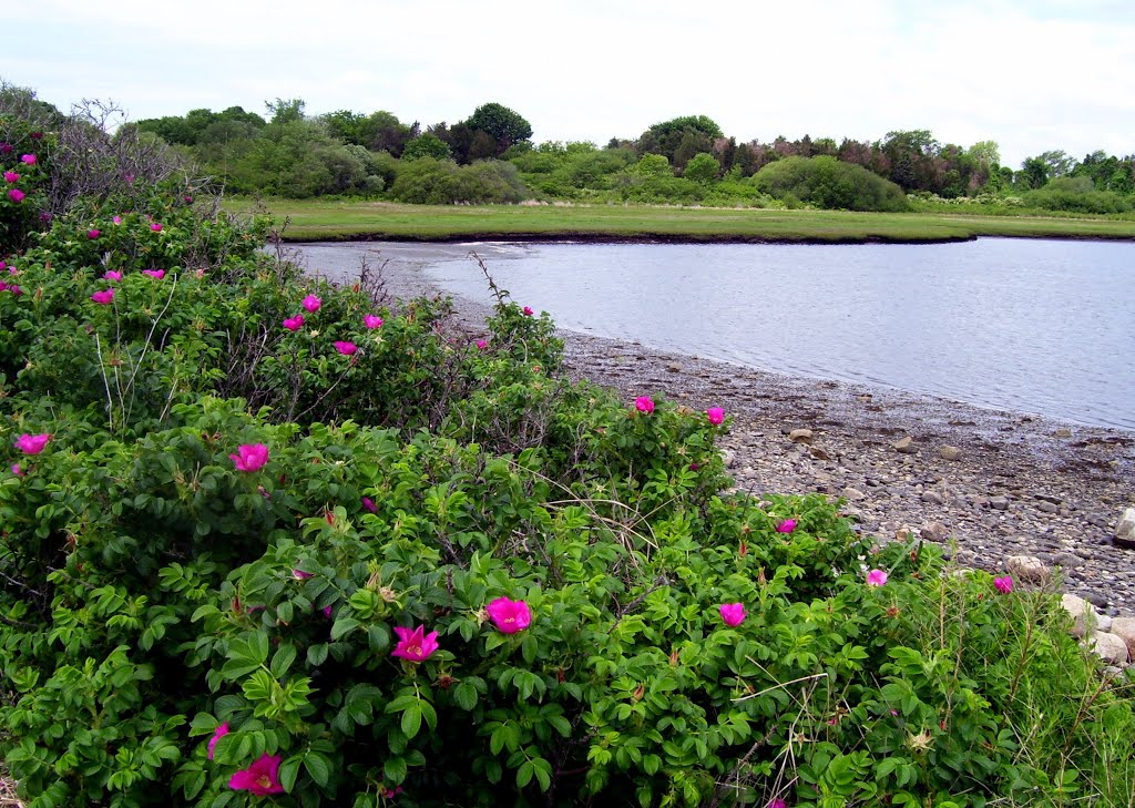 Sheffied Cove, Beavertail Rd, Jamestown RI