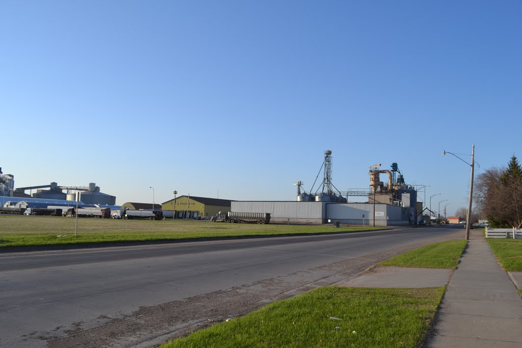 The sugar plant.