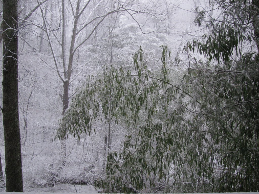 Bamboo Weighed Down by Snow