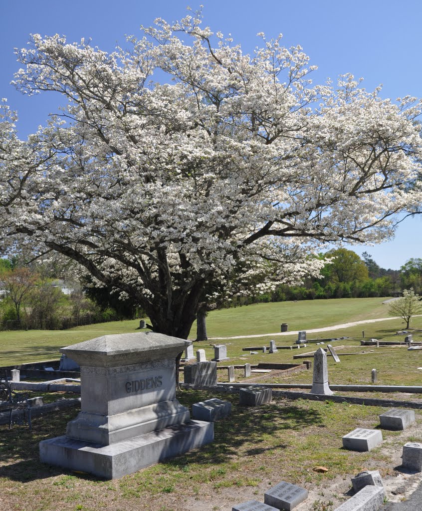 A shady resting place