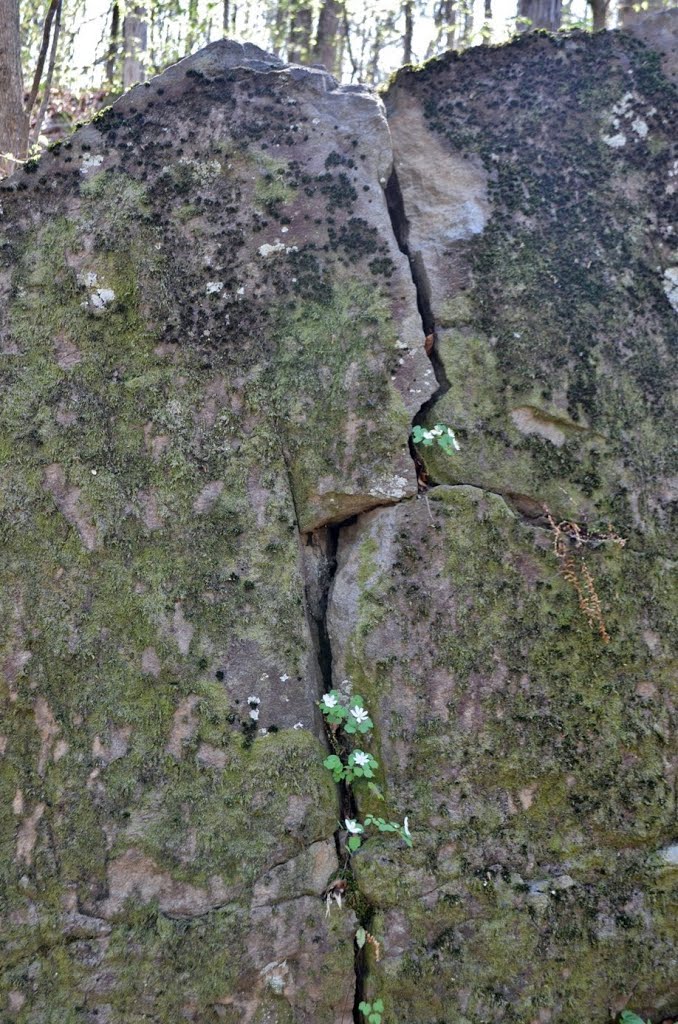 Spring Beauty in Rock