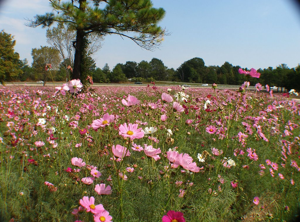 Hwy. 147 in the Spring