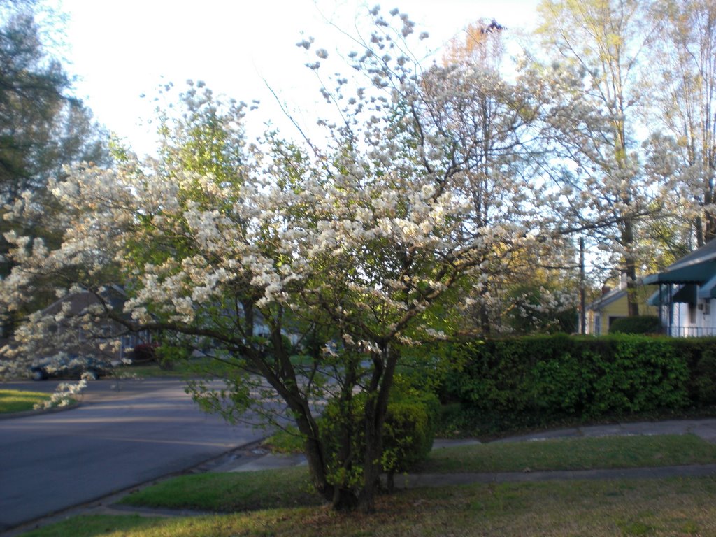 White Blooms (554)