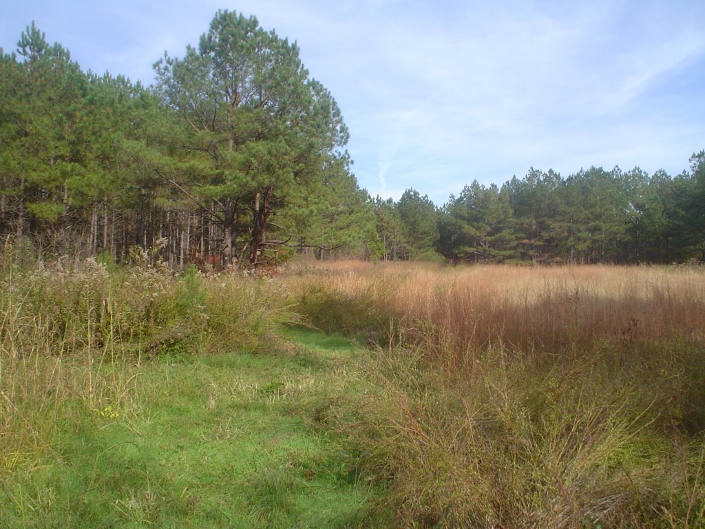 Mountains to Sea Trail through clearing