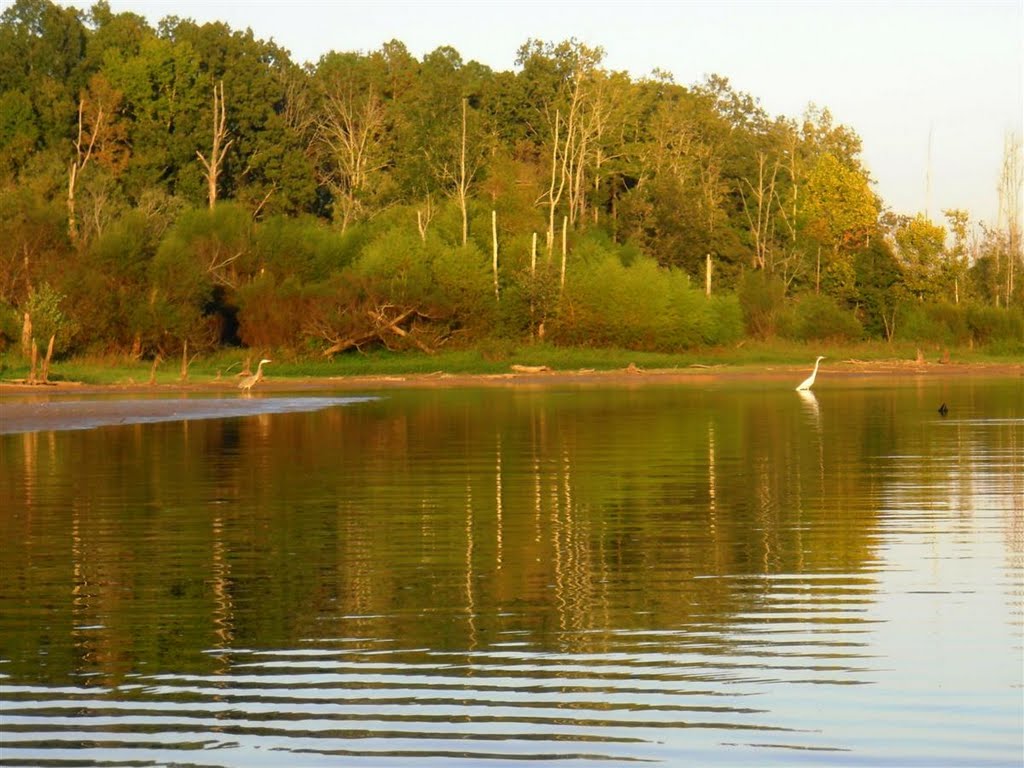 Egret and Heron