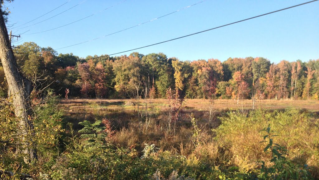 Beaver pond