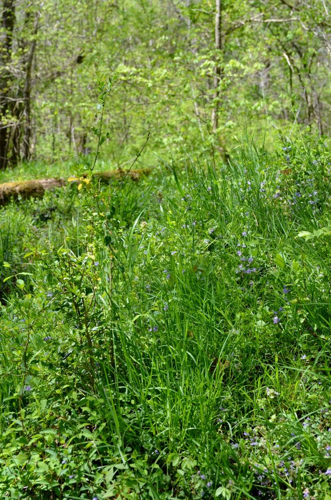Wildflowers