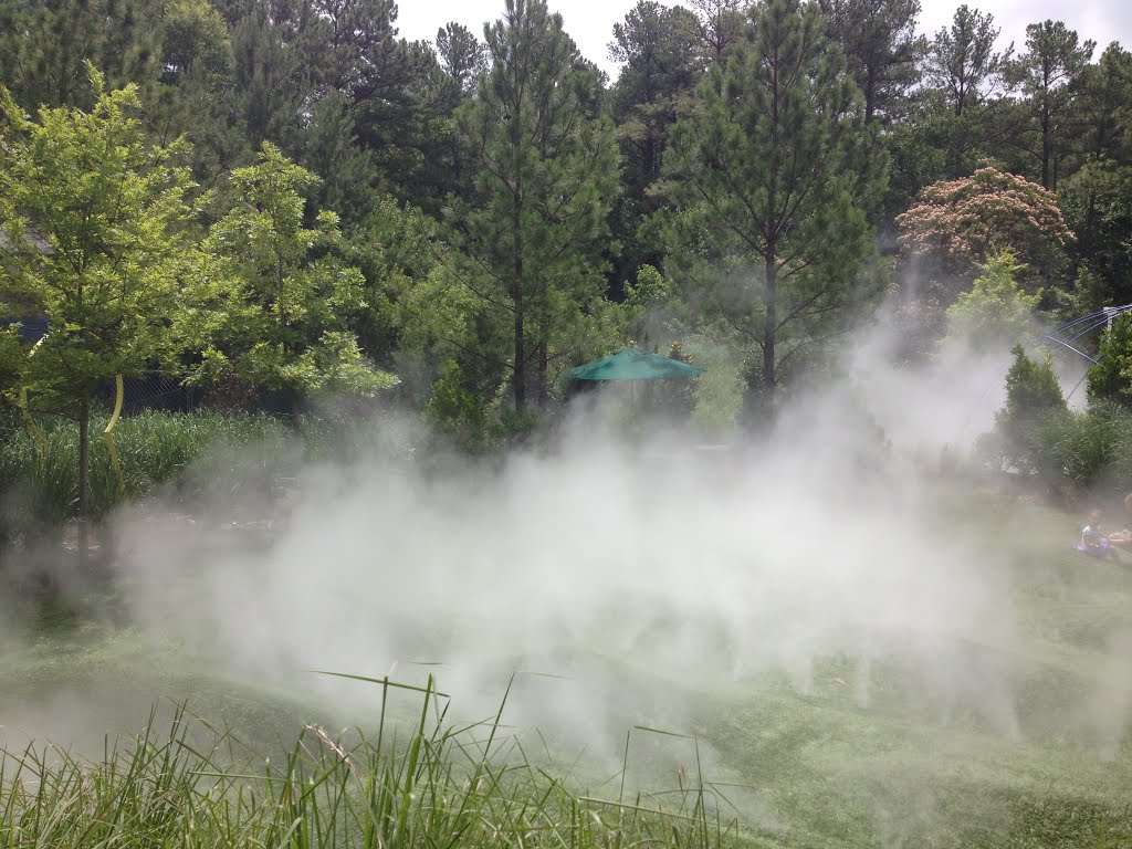 Misty Forest Feature