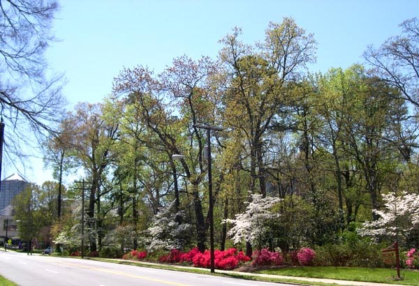 Fisher Park from Elm Street
