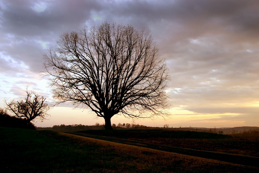 Solo Tree
